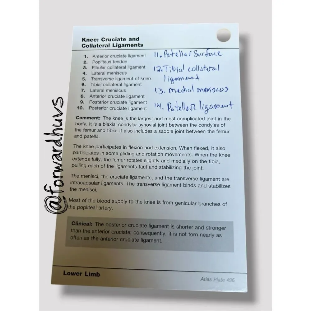 Netter’s Anatomy Flash Cards – 4th Edition – Student‑Annotated Set - Writing - N